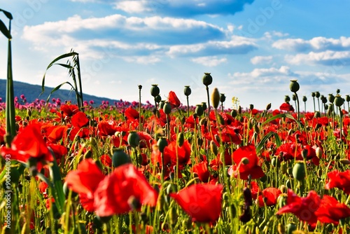 Germany Hesse Poppy fields and landscape in summer 2024