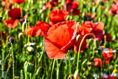 Germany Hesse Poppy fields and landscape in summer 2024