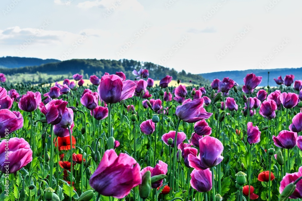 Germany Hesse Poppy fields and landscape in summer 2024 Germany Hesse Poppy fields and landscape in summer 2024