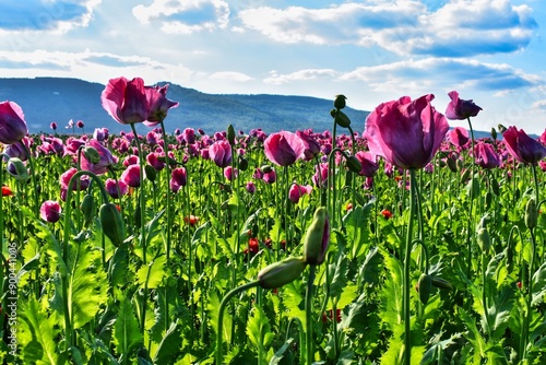 Germany Hesse Poppy fields and landscape in summer 2024