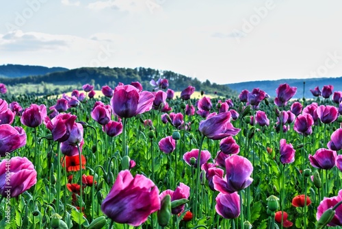 Germany Hesse Poppy fields and landscape in summer 2024