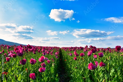 Germany Hesse Poppy fields and landscape in summer 2024