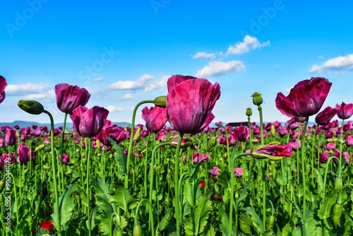 Germany Hesse Poppy fields and landscape in summer 2024