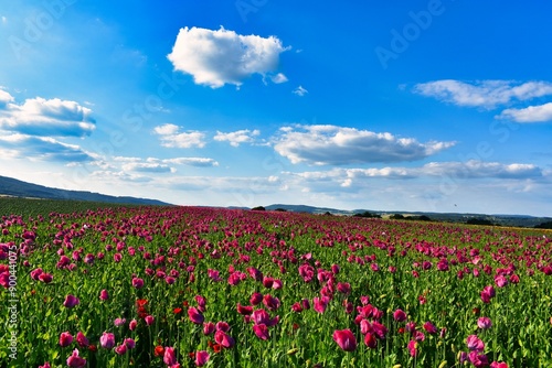 Germany Hesse Poppy fields and landscape in summer 2024