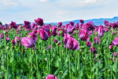 Germany Hesse Poppy fields and landscape in summer 2024