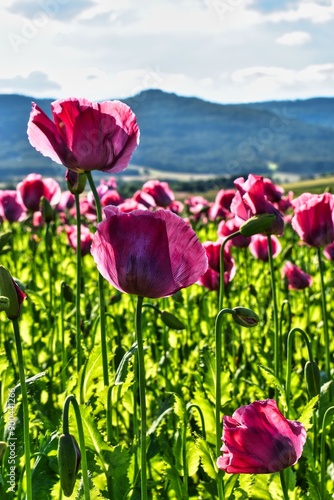Germany Hesse Poppy fields and landscape in summer 2024