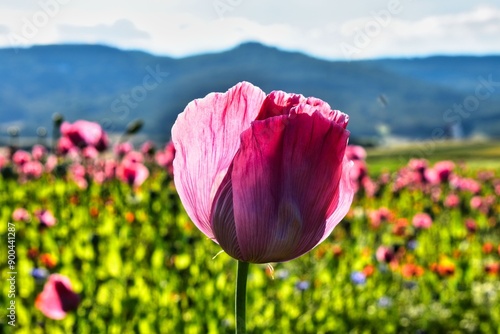 Germany Hesse Poppy fields and landscape in summer 2024