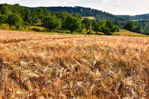 Germany Hesse Poppy fields and landscape in summer 2024