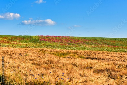 Germany Hesse Poppy fields and landscape in summer 2024