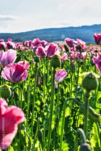 Germany Hesse Poppy fields and landscape in summer 2024