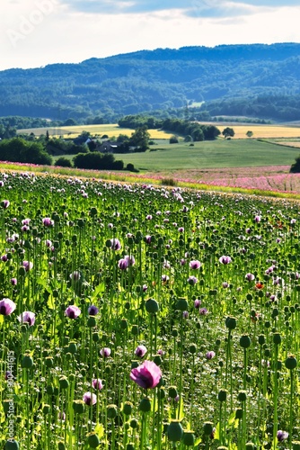Germany Hesse Poppy fields and landscape in summer 2024
