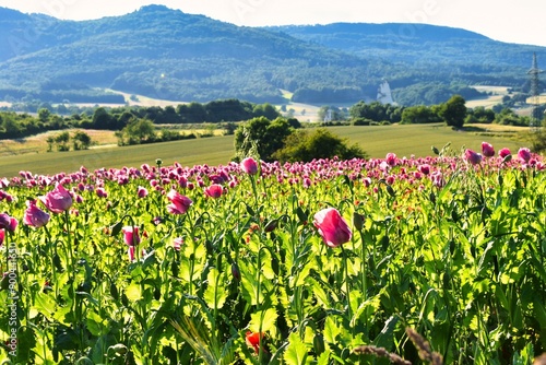 Germany Hesse Poppy fields and landscape in summer 2024