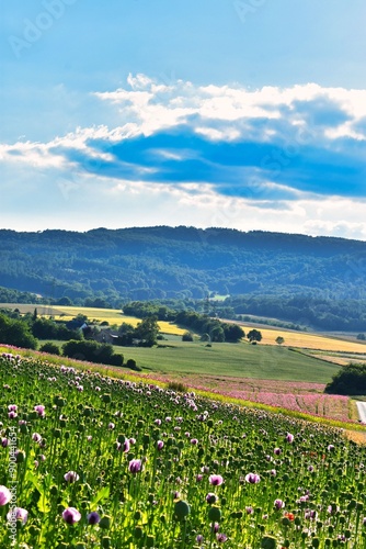 Germany Hesse Poppy fields and landscape in summer 2024