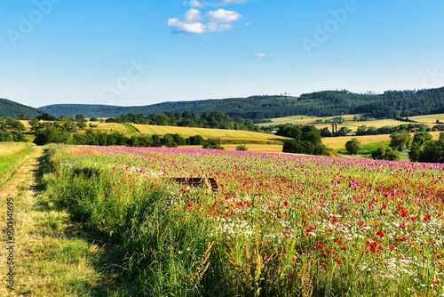 Germany Hesse Poppy fields and landscape in summer 2024