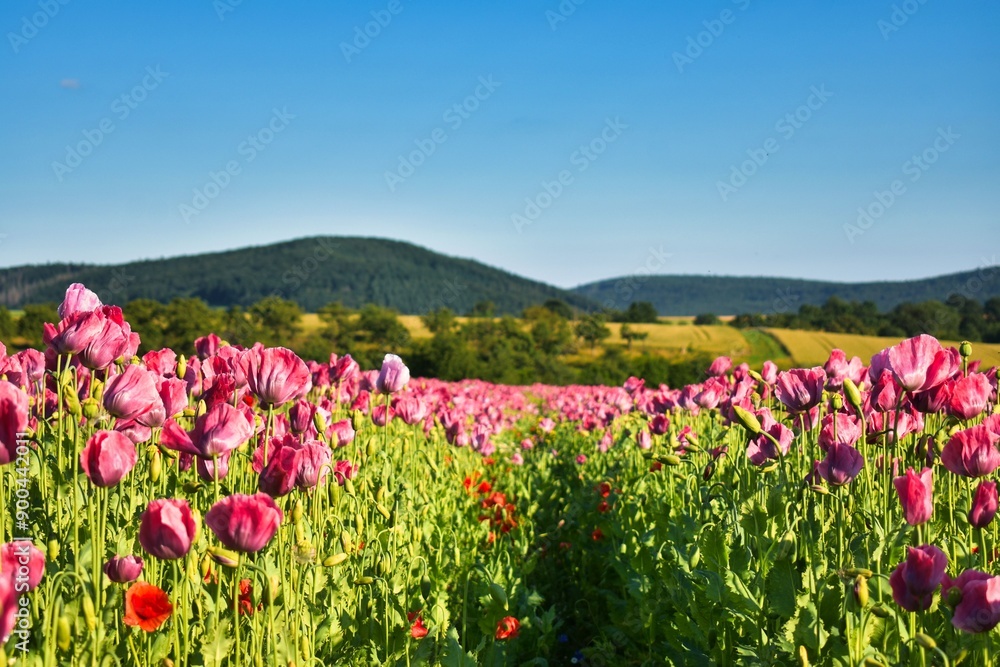 Summer 2024 Poppies, wheat and cannabis fields in Hesse Germany Summer 2024 Poppies, wheat and cannabis fields in Hesse Germany