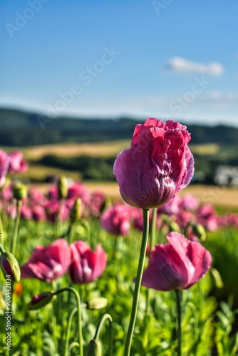 Summer 2024 Poppies, wheat and cannabis fields in Hesse Germany