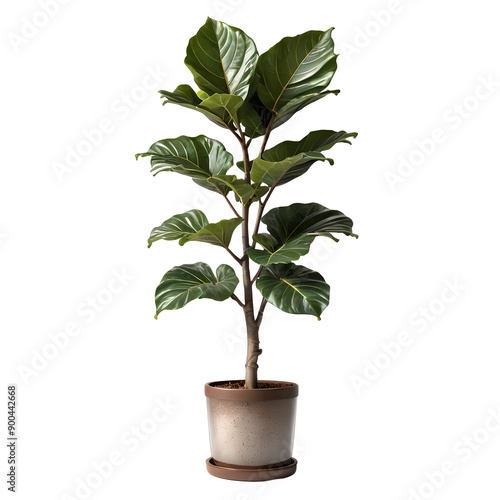 Fiddle Leaf Fig Tree in Modern Brown Pot on Transparent Background photo