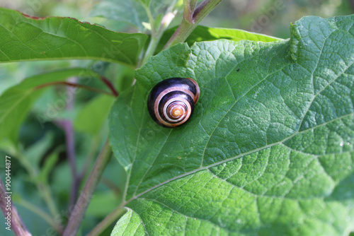 snail