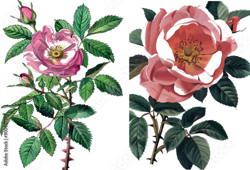 Printed on Les Roses, Imp.  Paris, 1817-24, this illustration illustrates the Carolina Rose