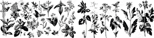 Illustration of plants used to create narcotic poisons in vintage style