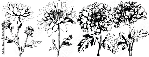 Vintage floral line art - Illustrations of plants from the early 1800s