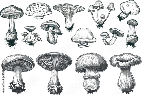 Hand-drawn edible mushrooms illustrations. Pine forest sketches.