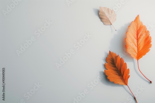 Two Dried Leaves on White Surface