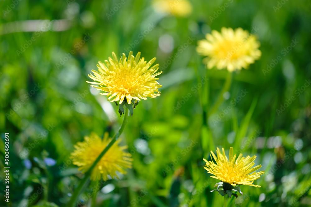 A bunch of yellow flowers are in a field of green grass. The flowers are small and bright, and they are scattered throughout the field. Scene is cheerful and uplifting A bunch of yellow flowers are in a field of green grass. The flowers are small and bright, and they are scattered throughout the field. Scene is cheerful and uplifting