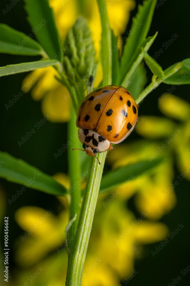 Multicolored Asian Lady Beetle - Harmonia axyridis, beautiful small colored lady beetle from Euroasian meadows and grasslands, Czech Republic. Multicolored Asian Lady Beetle - Harmonia axyridis, beautiful small colored lady beetle from Euroasian meadows and grasslands, Czech Republic.