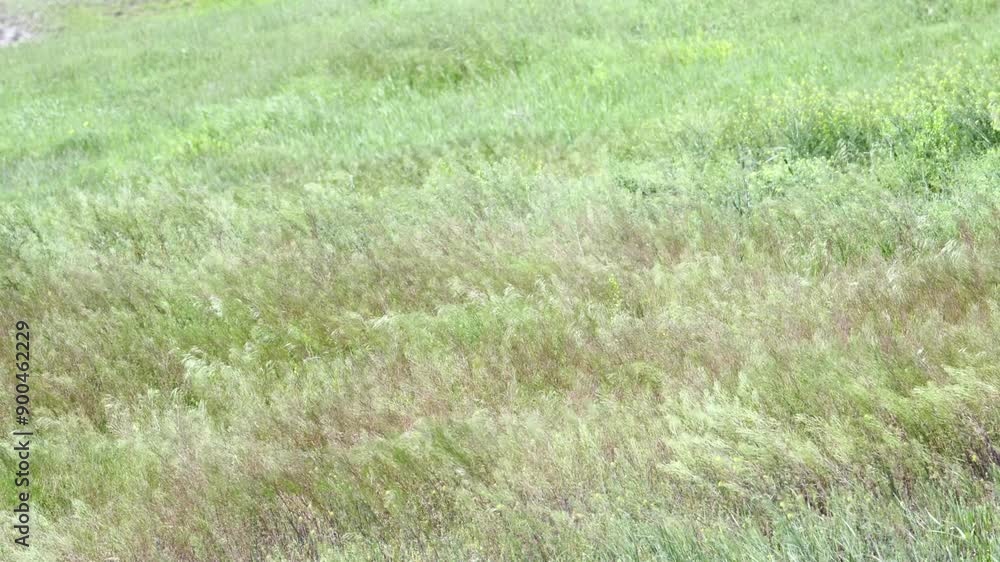Prairie grass slowmotion close-up blowing in the wind Prairie grass slowmotion close-up blowing in the wind