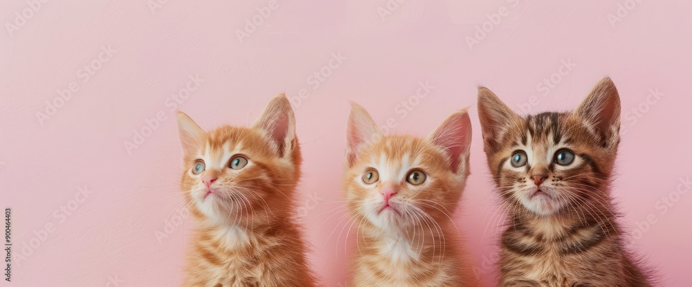 funny kittens on pink background