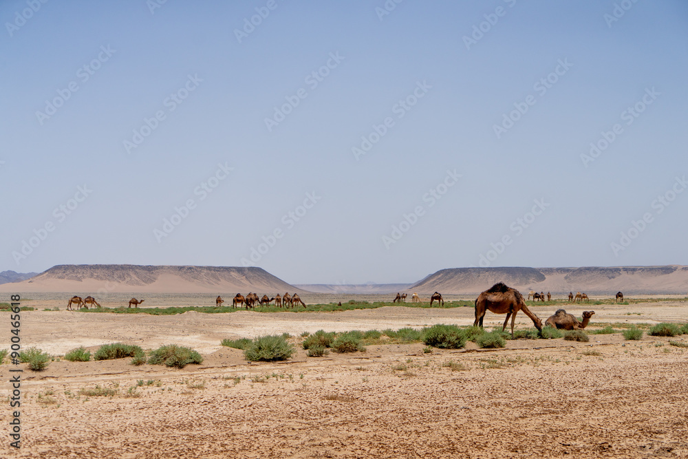 Obraz premium ラクダ