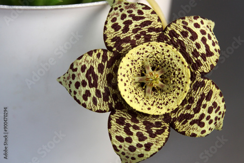 Beautiful orbea variegata cactus flower blooming in a pot, displaying its unique and intricate patterns photo