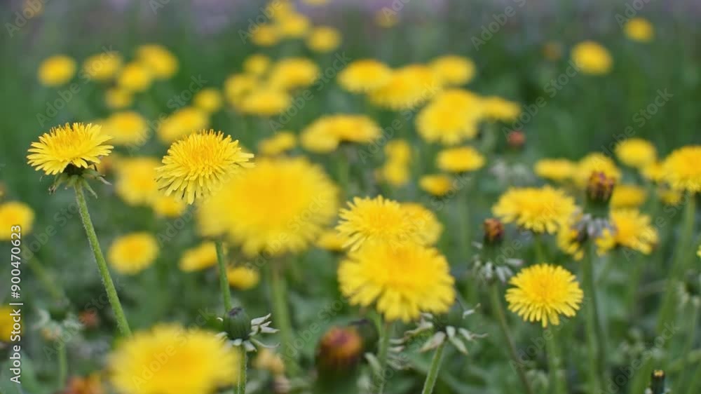 Green field with yellow dandelion flowers sway on the wind. Many blooming dandelions on summer meadow. Natural wildflowers swaying slowly. Focus moves from the background to the foreground. Green field with yellow dandelion flowers sway on the wind. Many blooming dandelions on summer meadow. Natural wildflowers swaying slowly. Focus moves from the background to the foreground.