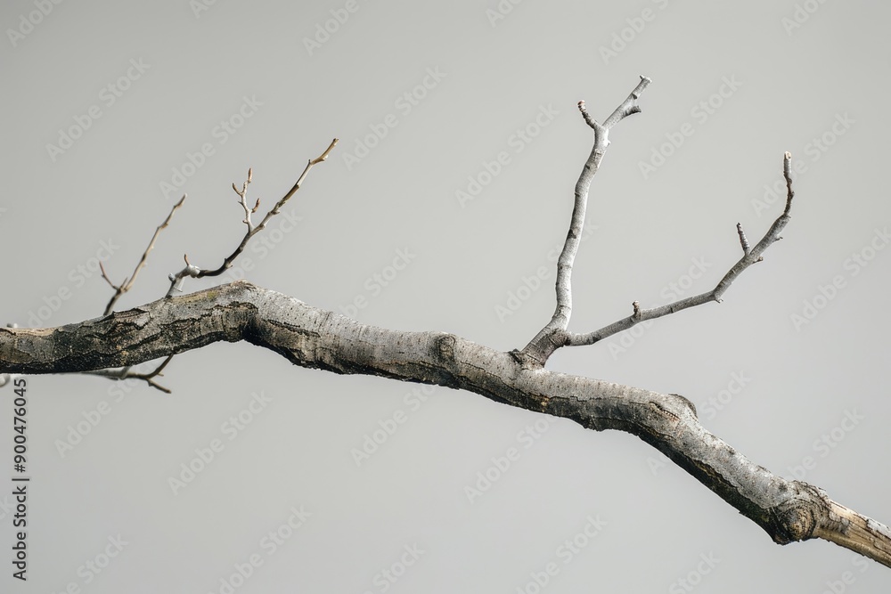 Bare Tree Branch Against a Grey Sky Bare Tree Branch Against a Grey Sky