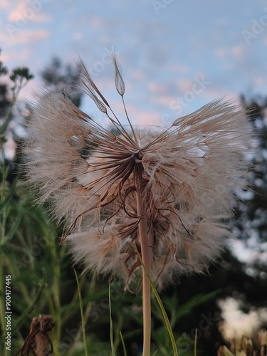dandelion in the grass against the background of trees