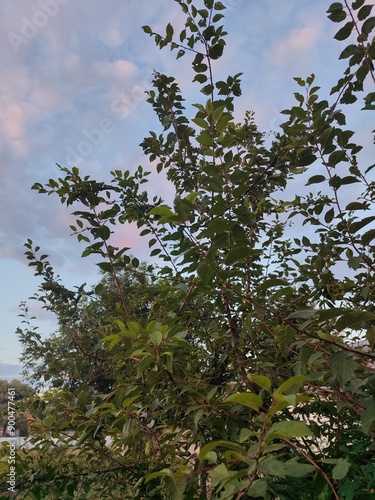 tree on the background of dusk