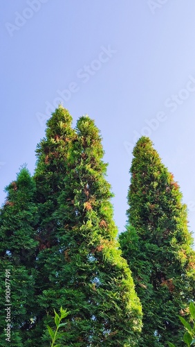 green trees on the background of the sky