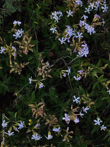 background with grass and forget-me-nots