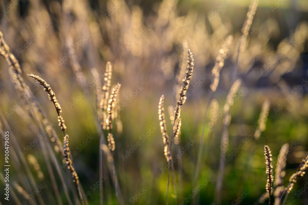 Wild Plants in Carrion de los Cespedes Spain at Sunset Wild Plants in Carrion de los Cespedes Spain at Sunset