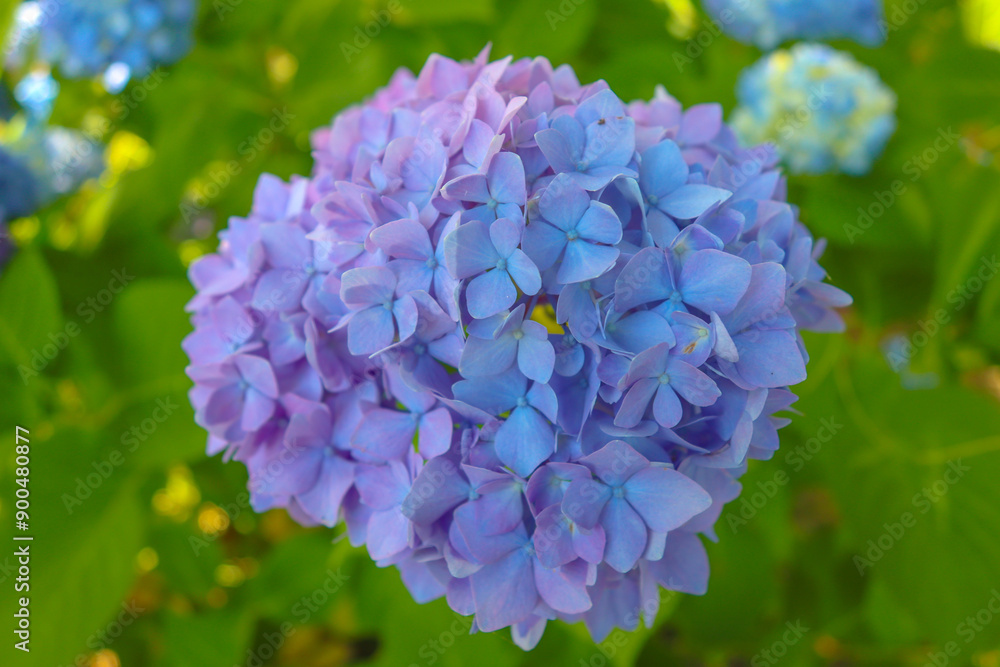 Beautiful Fresh blue and purple Hydrangea flowers with green leaves close-up. Beautiful Fresh blue and purple Hydrangea flowers with green leaves close-up.