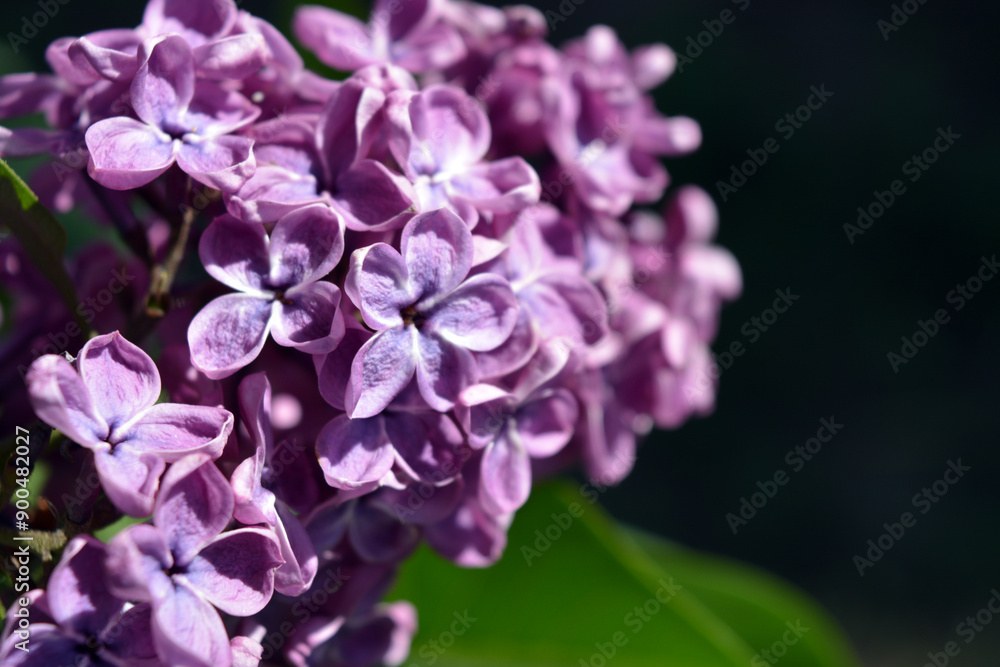 Unusual plants, large bushes, colorful nature in summer. Dark and light purple flowering lilac bushes Syringa, disambiguation, illuminated by bright sunlight. Unusual plants, large bushes, colorful nature in summer. Dark and light purple flowering lilac bushes Syringa, disambiguation, illuminated by bright sunlight.