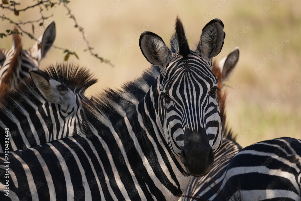 Naklejka premium zebra in the wild