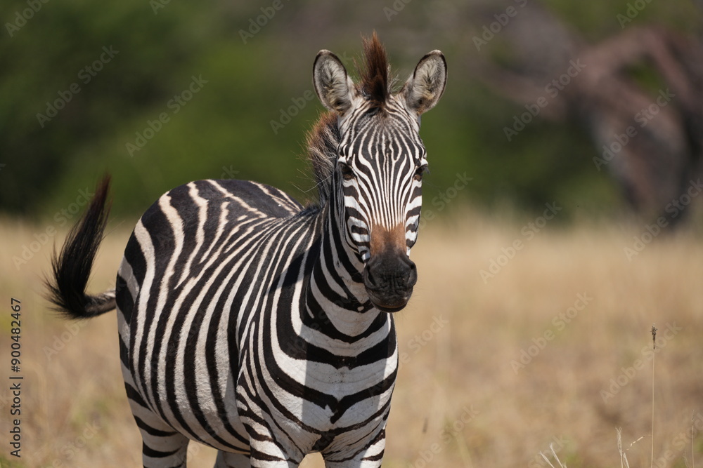 Fototapeta premium Zebra in the Savannah