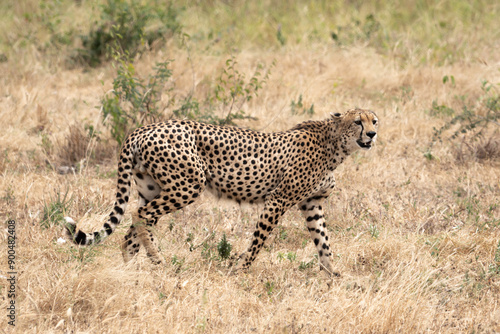 cheetah in the savannah