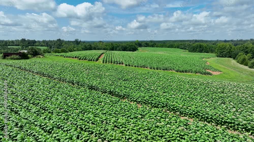 Aerial of tabacco plants in bloom on plantation in Virginia USA Aerial of tabacco plants in bloom on plantation in Virginia USA