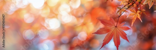 Autumn Maple Leaves in Sunlight