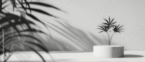 Plant In White Pot Against White Wall With Leaf Shadow