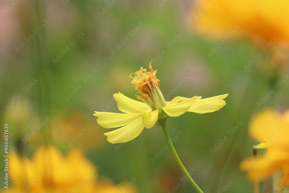 Fototapeta premium Yellow coreopsis in the summer garden