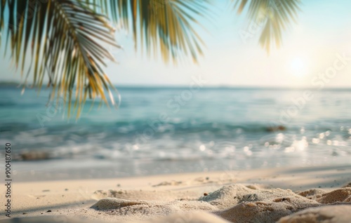 Palm Tree Overlooking Beach